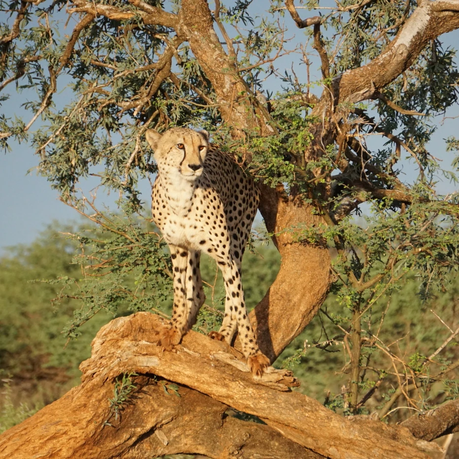 África do Sul com crianças - Safári na reserva de Madikwe