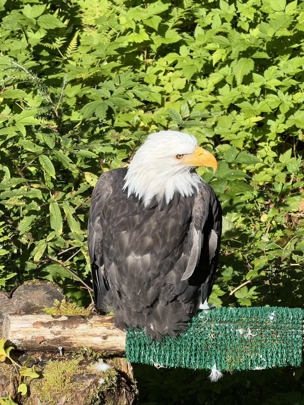 Bald eagle no Alaska Raptor Center, em Sitka