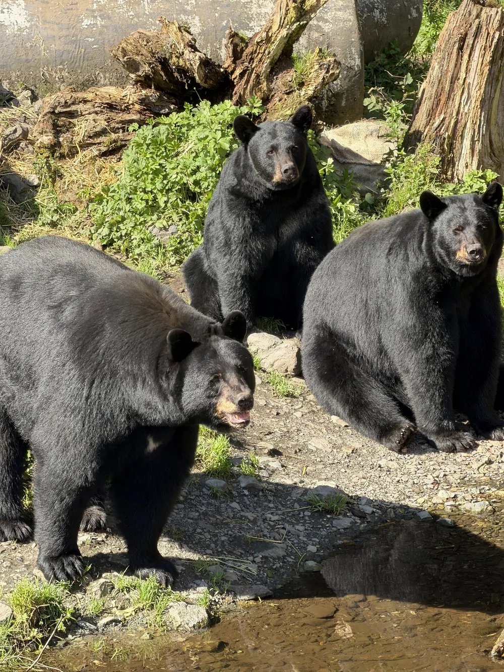 Urso no Fortress of the Bear, centro de resgate em Sitka