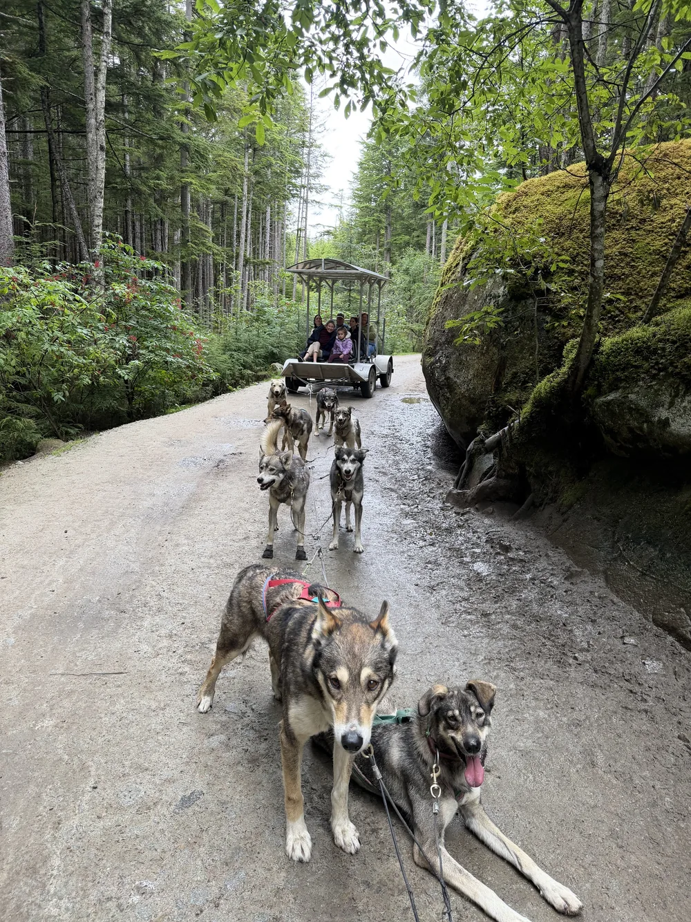Mushing de verão com trenó de rodas em Skagway
