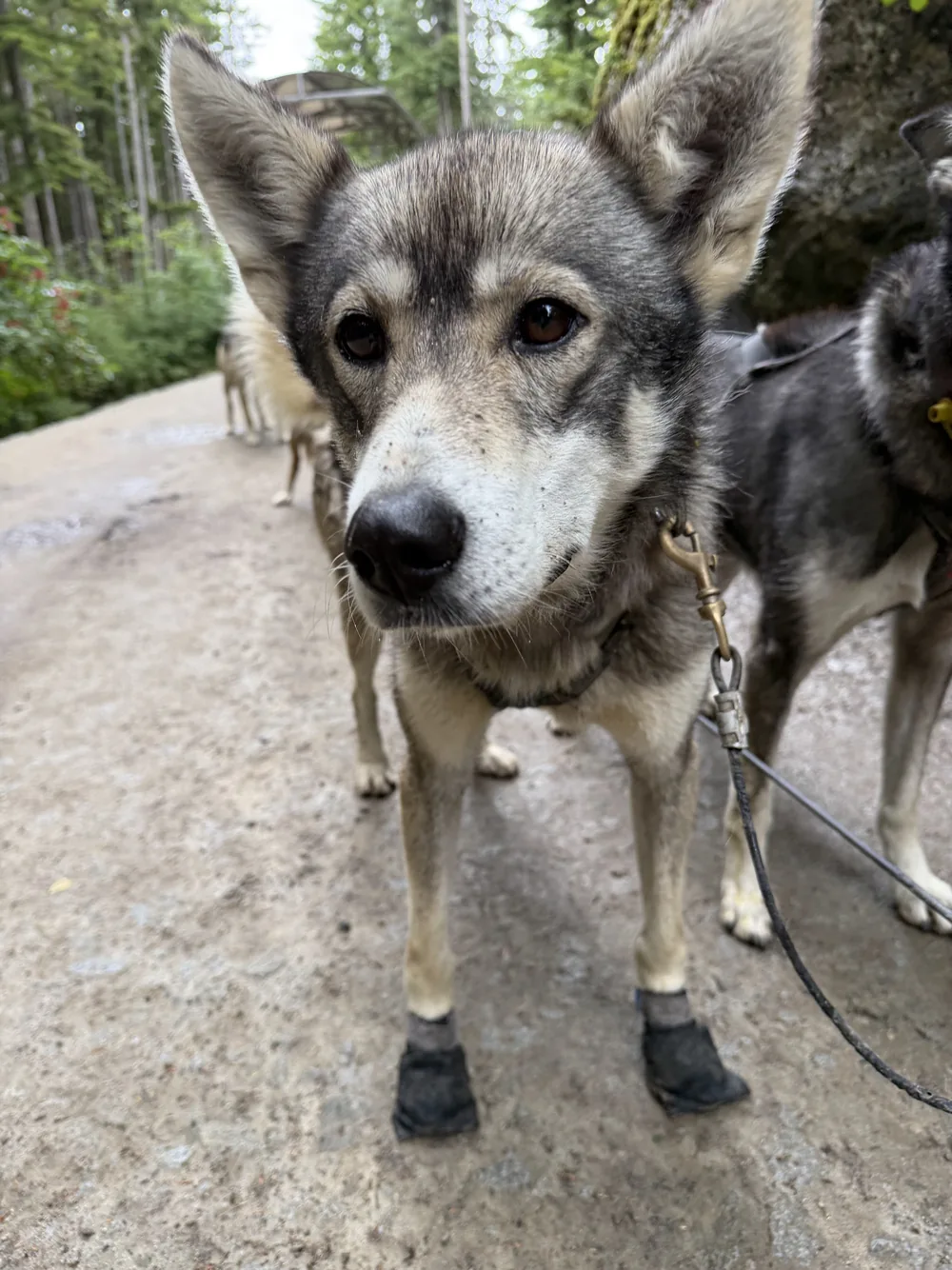 Filhotes de cães de trenó em Skagway, Alasca